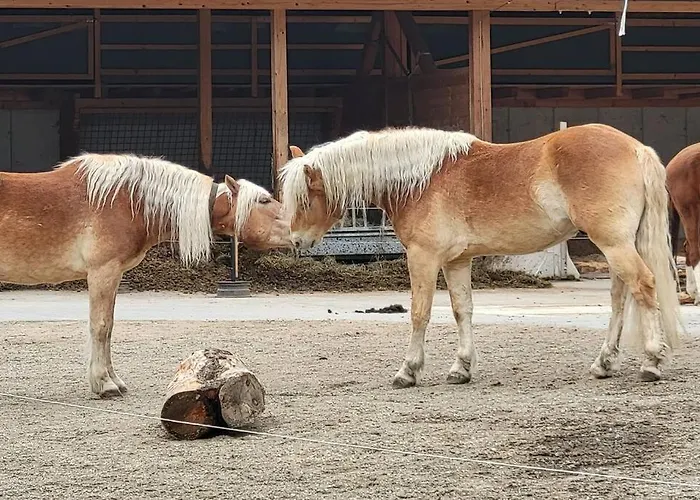 Dom wakacyjny Paal 162 - Tolle Aussicht, 2 Terasssen, Grosses Grundstueck *